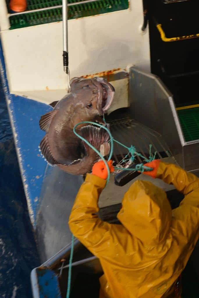 Crew member on a fishing vessel securing a freshly caught fish on deck.